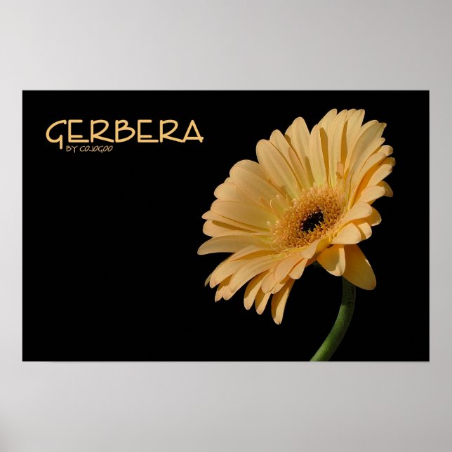 Gerbera Poster (Vorne)