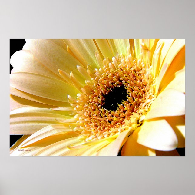 Gerbera Poster (Vorne)
