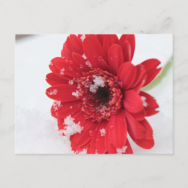 Gerbera Postkarte (Vorderseite)