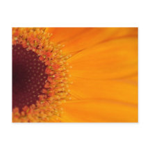 Gerbera