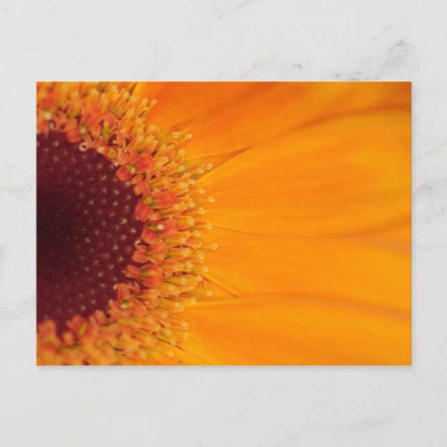 Gerbera Postkarte (Vorderseite)
