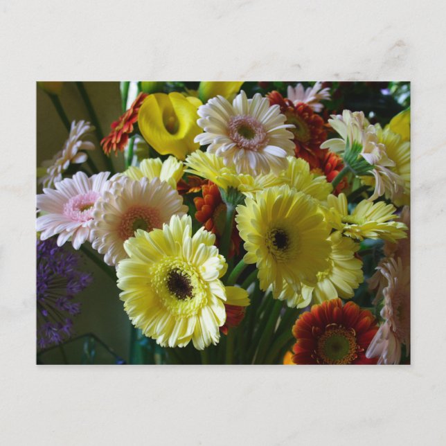 Gerbera Postkarte (Vorderseite)