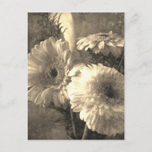 Gerbera und Calla 1 antiquiert Postkarte