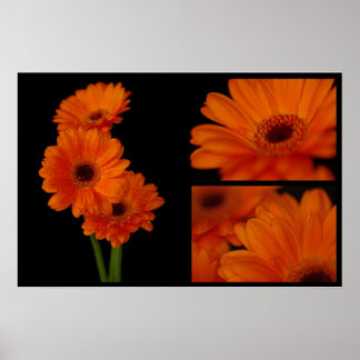 Gerberacollage Poster