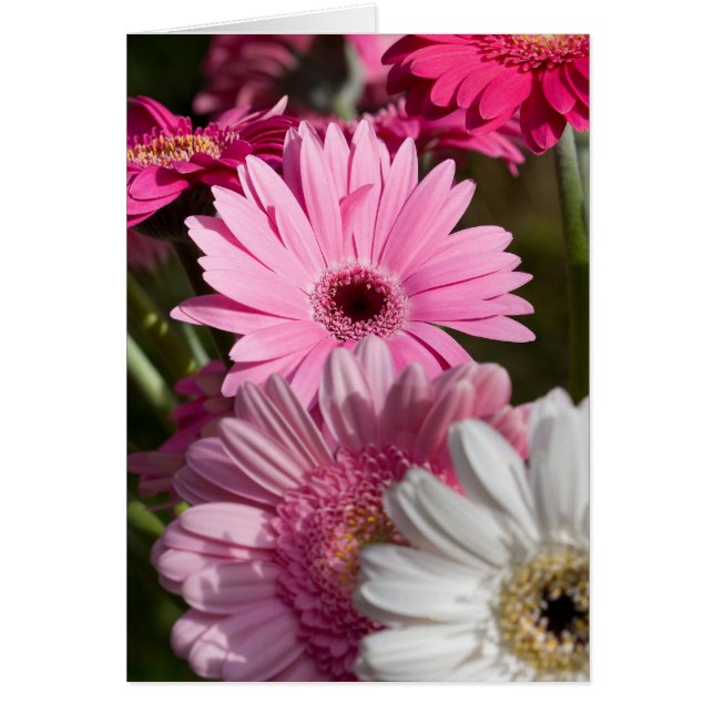 Gerberas Card (Vorne)