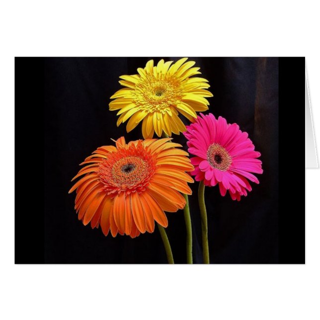 GERBERAS GALORE 2 (Vorderseite (Horizontal))