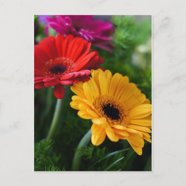 Gerberas Postkarte (Vorderseite)