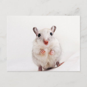 Gerbil Baby Animal Niedlich Pet Gerbils Template Postkarte