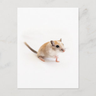 Gerbil Cute Baby Animal Pet Gerbils Template Postkarte