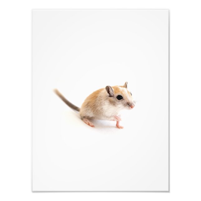 Gerbil Niedlich Baby Animal Pet Gerbils Template Fotodruck (Vorne)