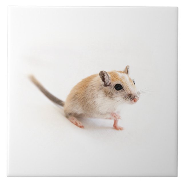 Gerbil Niedlich Baby Pet Gerbils Template Fliese (Vorderseite)
