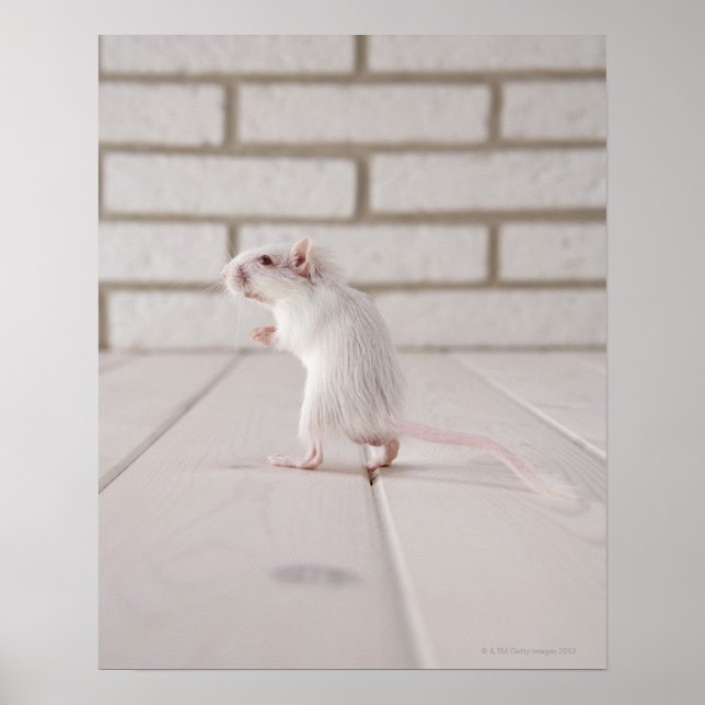 Gerbil stehend poster (Vorne)