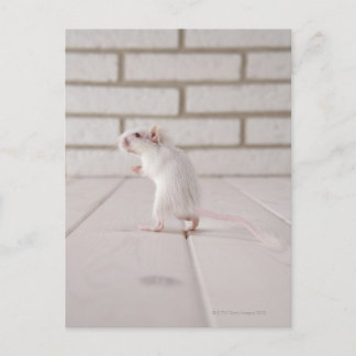 Gerbil stehend postkarte