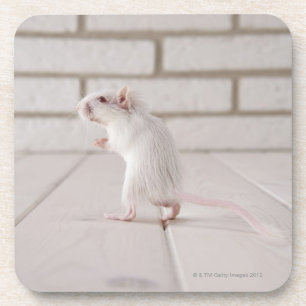 Gerbil stehend untersetzer