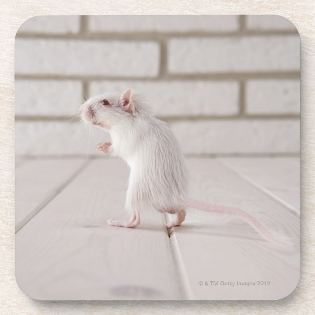 Gerbil stehend untersetzer (Vorderseite)