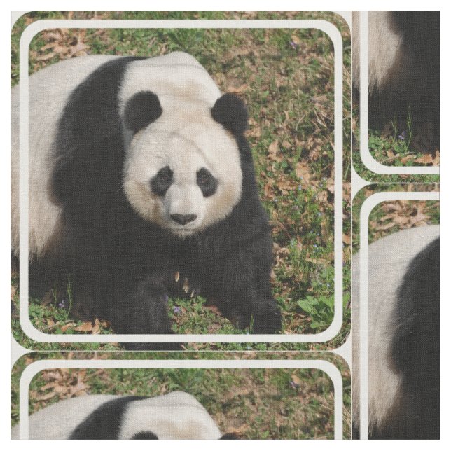 Gereizter Panda-Bär Stoff (Nahaufnahme)