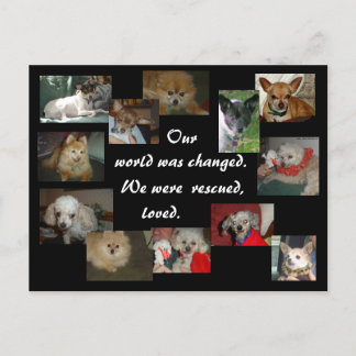gerettete Hunde Postkarte