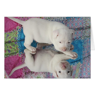 Geretteter 4 Wochen-alter Welpe