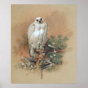 Gerfalke - 1861 poster