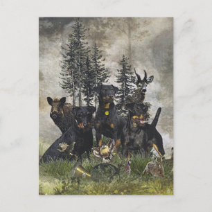 German Hunting Terrier (Jagdterre) Postkarte