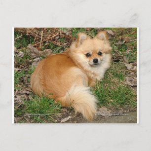 German Kleinspitz Dog Postkarte