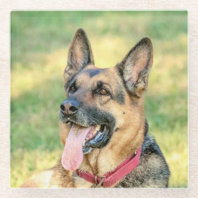 German Shepard Glasuntersetzer (Vorderseite)