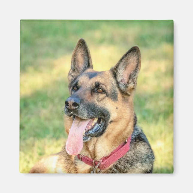 German Shepard Magnet (Vorne)