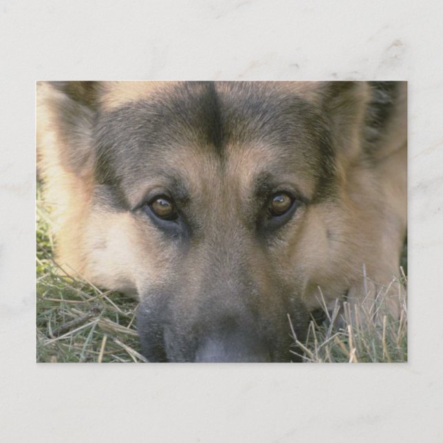 German Shepard Postkarte (Vorderseite)