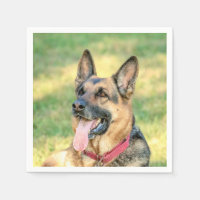 German Shepard