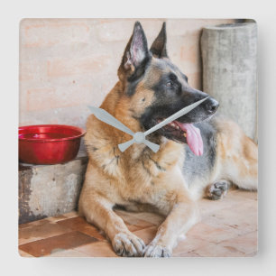 German Sheperd Resting By Water Basin Quadratische Wanduhr