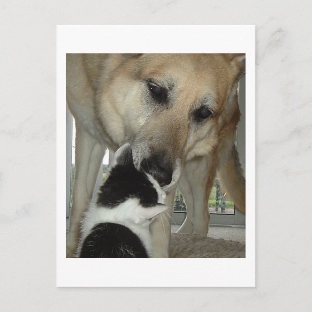 German Shepherd and Kitty Friend Postkarte (Vorderseite)