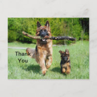 German Shepherd Danke, Postcard