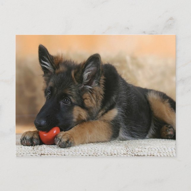 German Shepherd Dog Design Postkarte (Vorderseite)