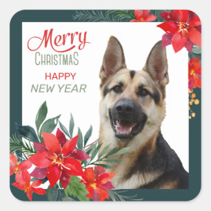 German Shepherd Dog Poinsettia Bouquet Weihnachten Quadratischer Aufkleber