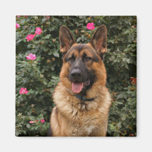 German Shepherd Magnet