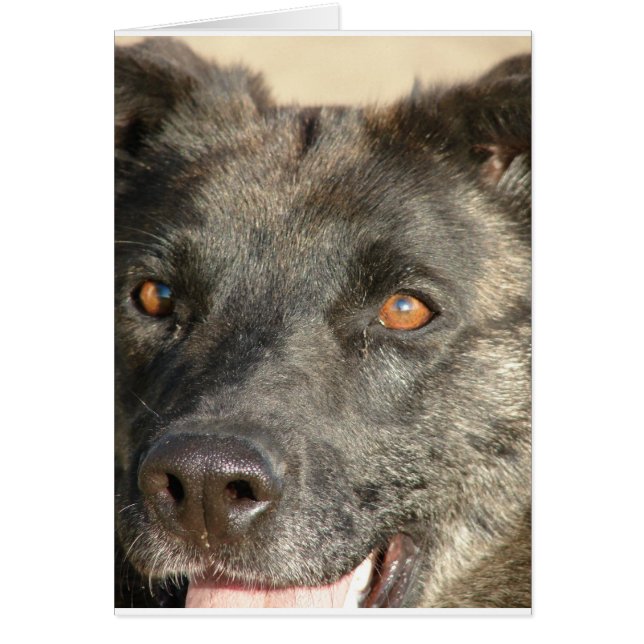 German Shepherd Mix (Vorne)