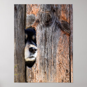 German Shepherd Nose Peeking Through Fence Poster