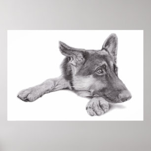 German Shepherd Poster
