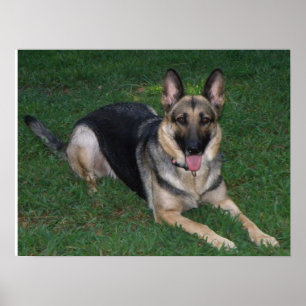 German Shepherd Poster