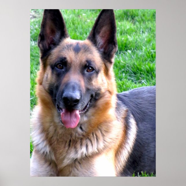 German Shepherd Poster (Vorne)