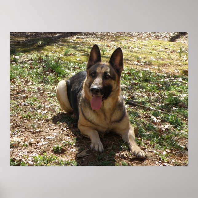 German Shepherd Poster (Vorne)