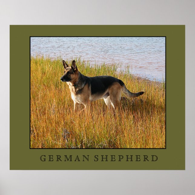 German Shepherd Print Poster (Vorne)