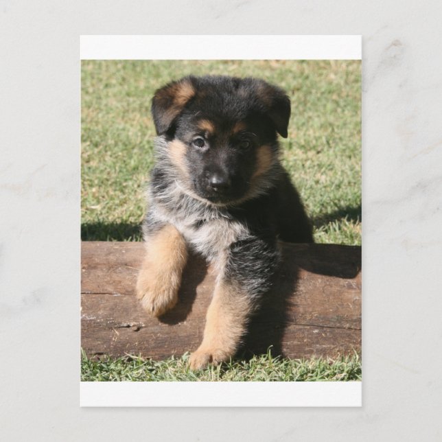 German Shepherd Puppy "Big Max" Postkarte (Vorderseite)