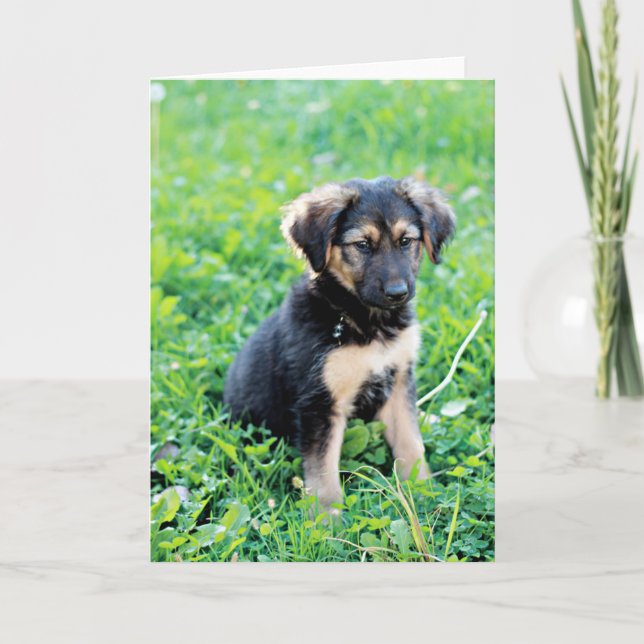 German Shepherd Puppy Karte (Vorderseite)