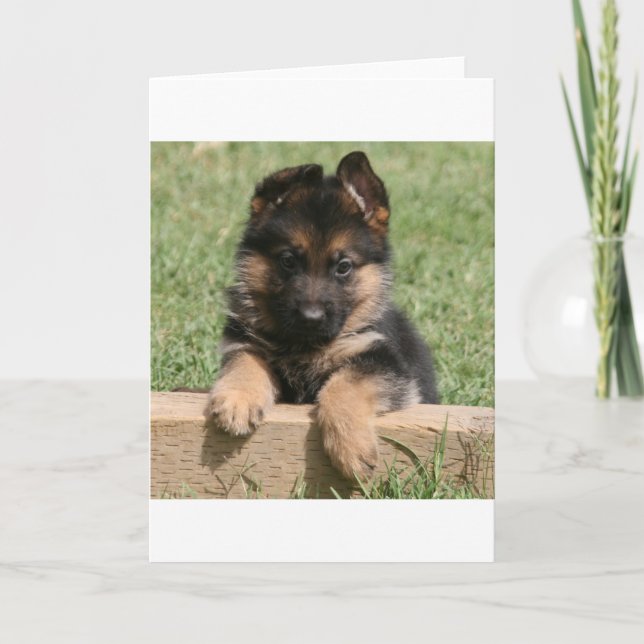 German Shepherd Puppy Karte (Vorderseite)