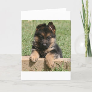 German Shepherd Puppy Karte