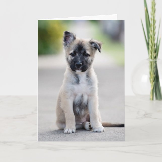 German Shepherd Puppy on Footpath Karte (Vorderseite)