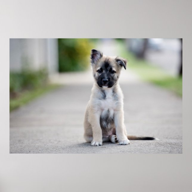 German Shepherd Puppy on Footpath Poster (Vorne)