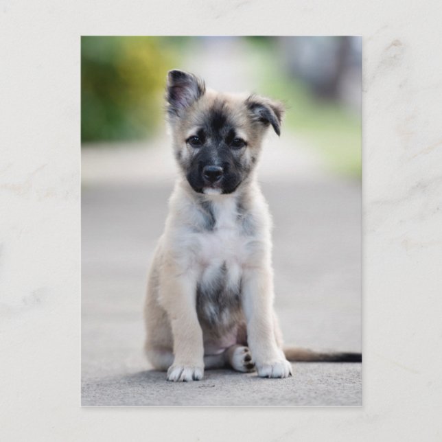 German Shepherd Puppy on Footpath Postkarte (Vorderseite)