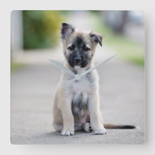 German Shepherd Puppy on Footpath Quadratische Wanduhr